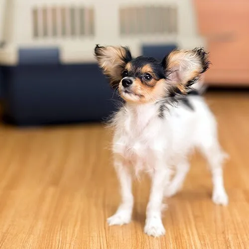 Vinyl Flooring | Kelly's Carpet & Furniture